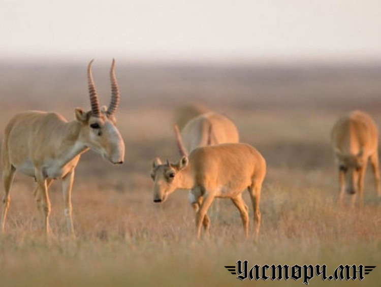 Монгол бөхөнгийн тоо толгой өсөж байгаа ч амьдрах орчны эрсдэл хэвээр байна